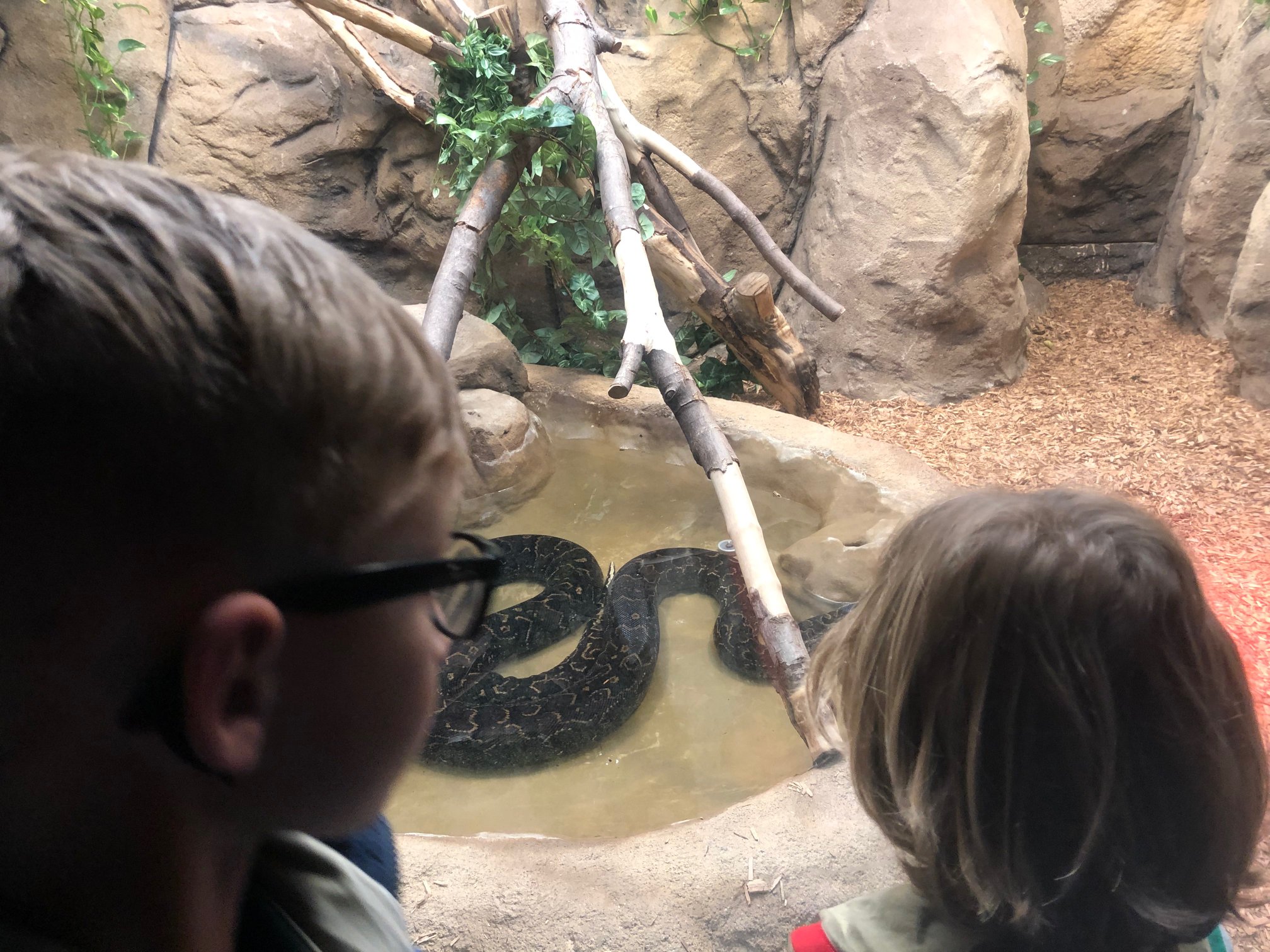 Sint-Martinus den XIIde - Zoo Antwerpen Kapoenen